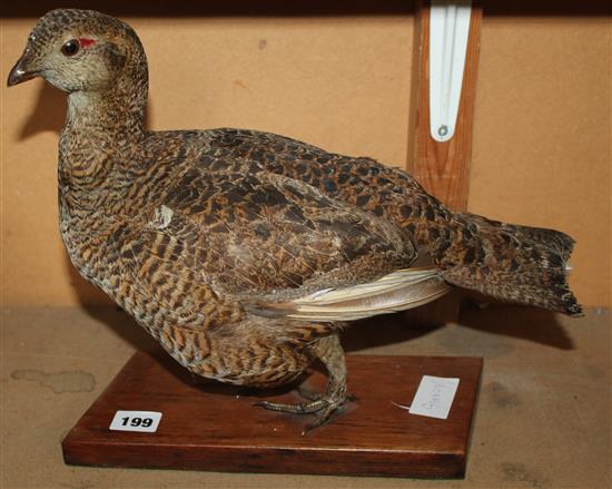 Taxidermy partridge